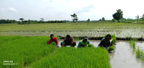 Babinsa Terjun Langsung ke Sawah, Bantu Petani Proses Penanaman Padi