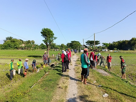 Babinsa Bersama Bhabinkamtibmas dan Petani Desa Pencol Gropyokan Tikus Sawah